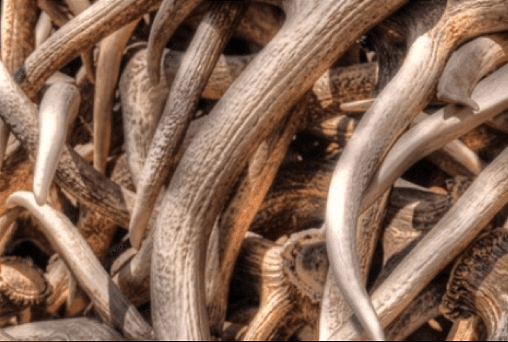 Antlers background