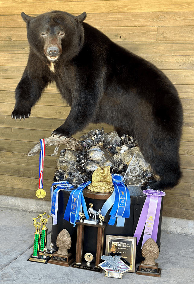 Black bear taxidermy mount with competition awards and ribbons