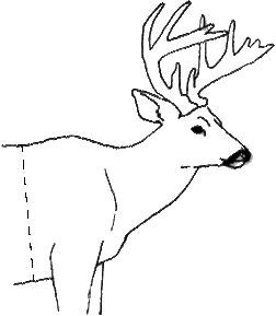 Dorsal method diagram showing full hide laid flat with cut patterns
