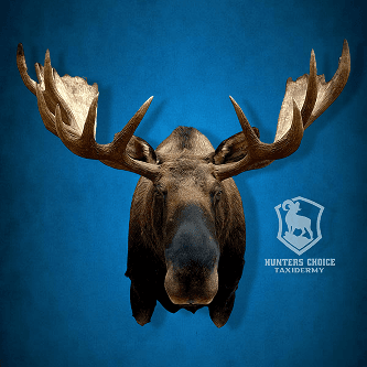 Moose head mount with impressive antlers